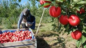 Fruit Packing Jobs in Canada for Pakistanis