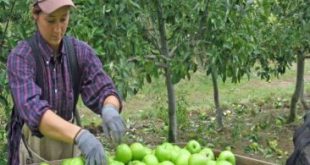 Apple Picker Jobs in Canada