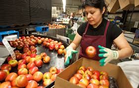 Fruit Packers required in Canada