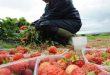 Fruit & vegetable picker jobs in Canada