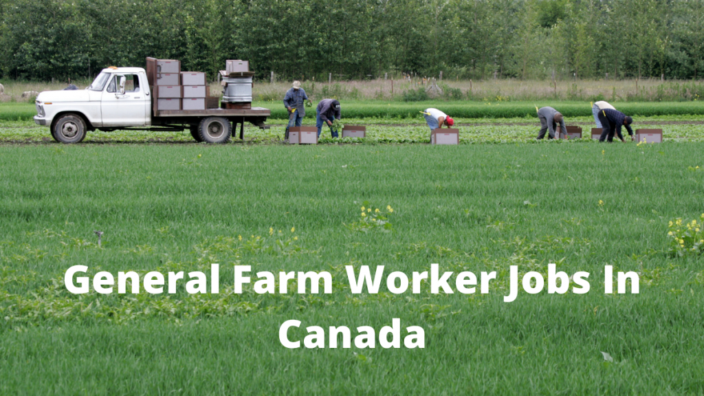 General Farm Worker Jobs In Canada